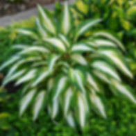 Cool as a Cucumber Hosta (1 Gallon)