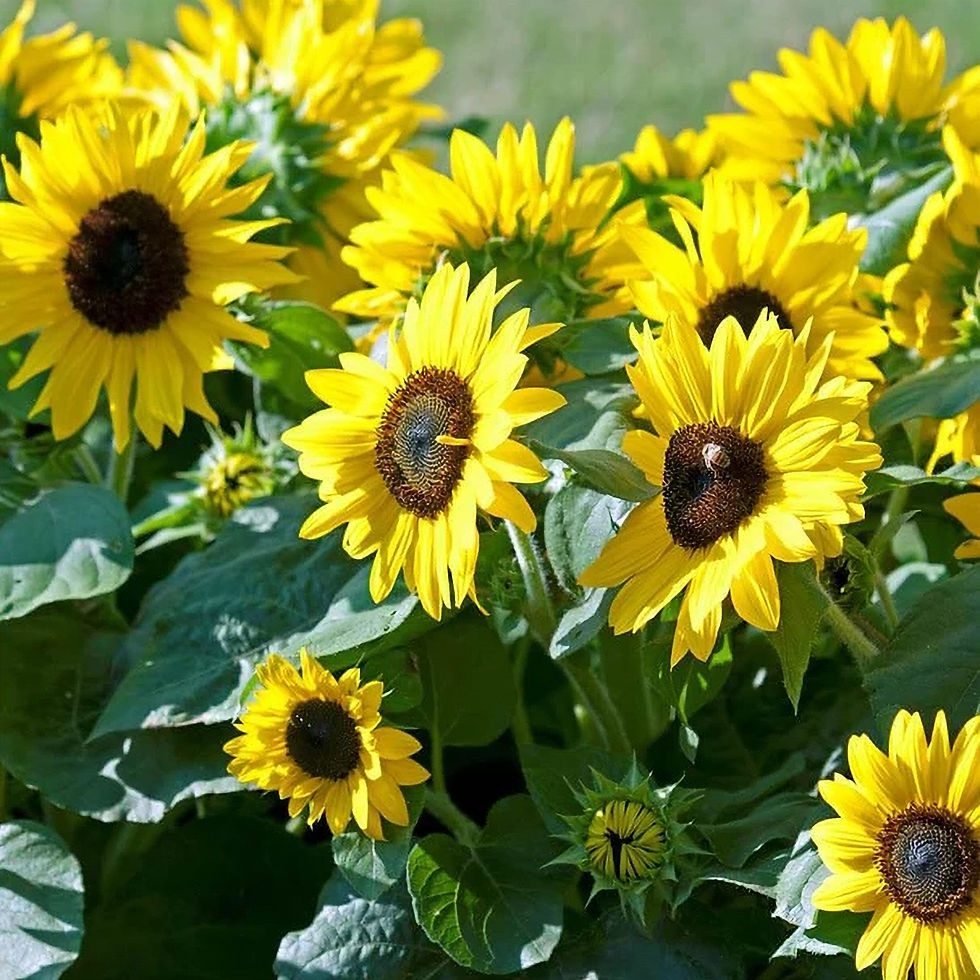 Thumbnail: West Coast Seeds Suntastic F1 Sunflower Seeds, Per Package