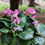 Thumbnail: Cambridge Rose Bergenia (1 Gallon Pot)