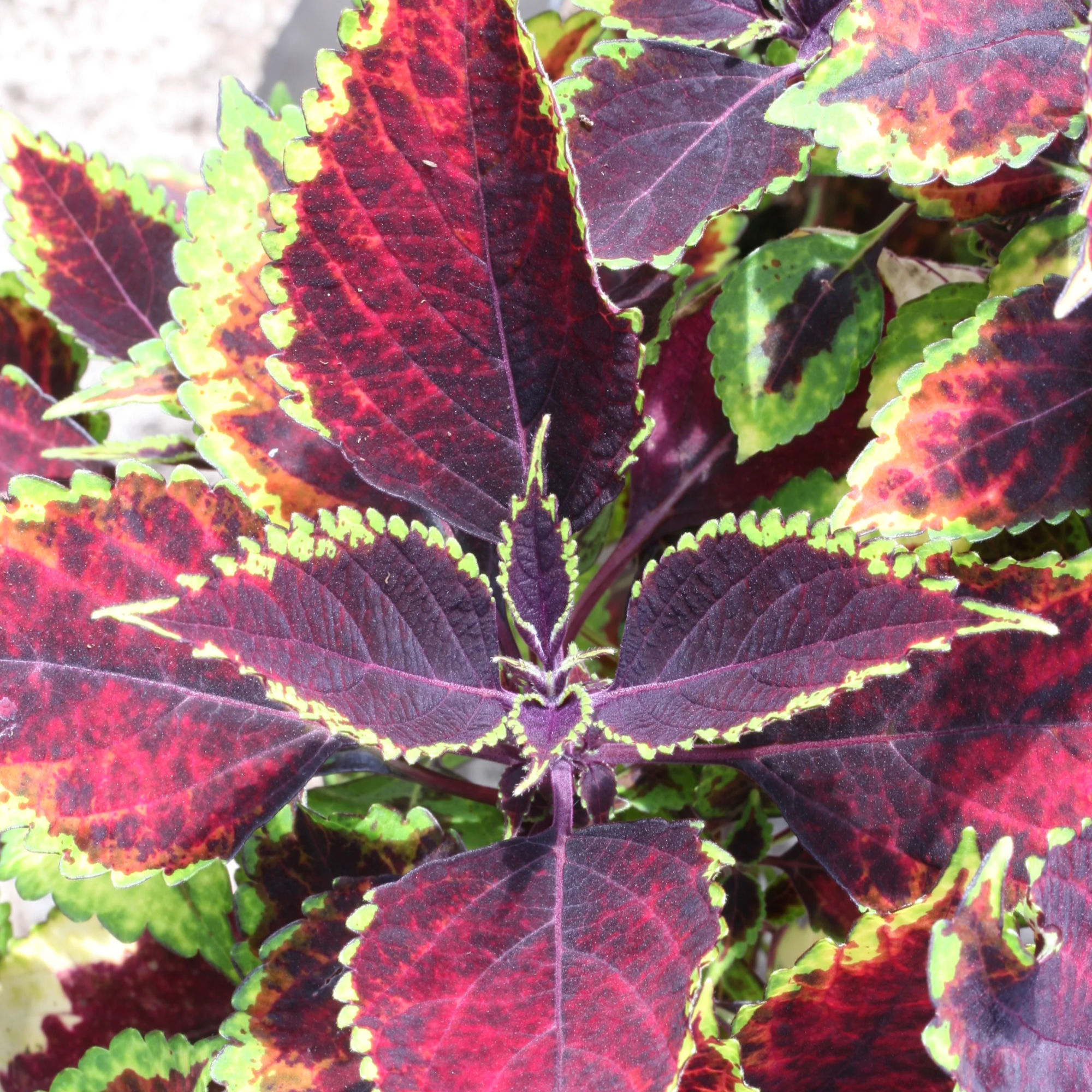 Water Turner Coleus, 5.5" Pot