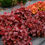 Thumbnail: Northern Exposure  Red Coral Bells (1 Gallon Pot)