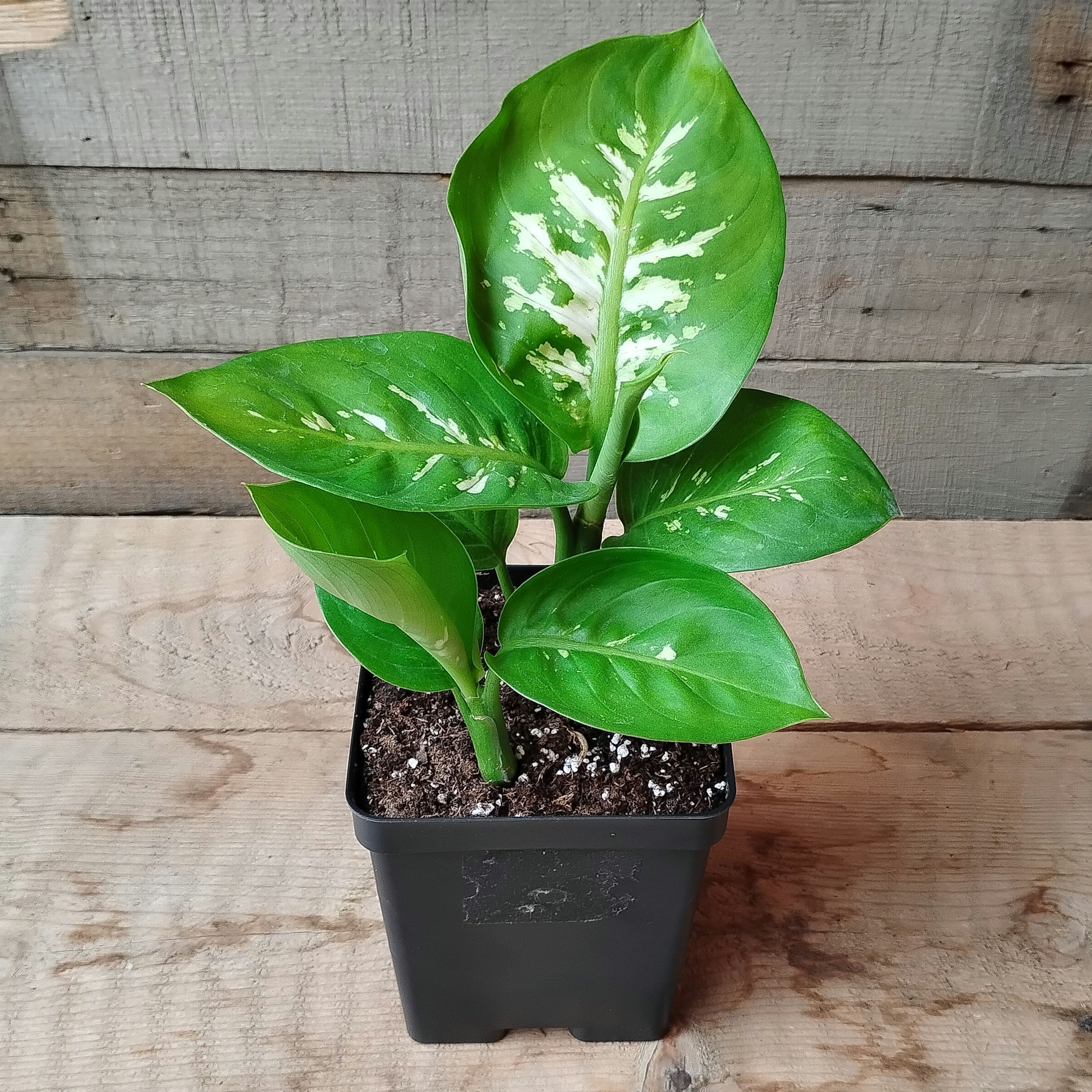 Dieffenbachia Assorted, each