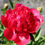 Thumbnail: Red Command Performance Paeonia(1 Gallon Pot)