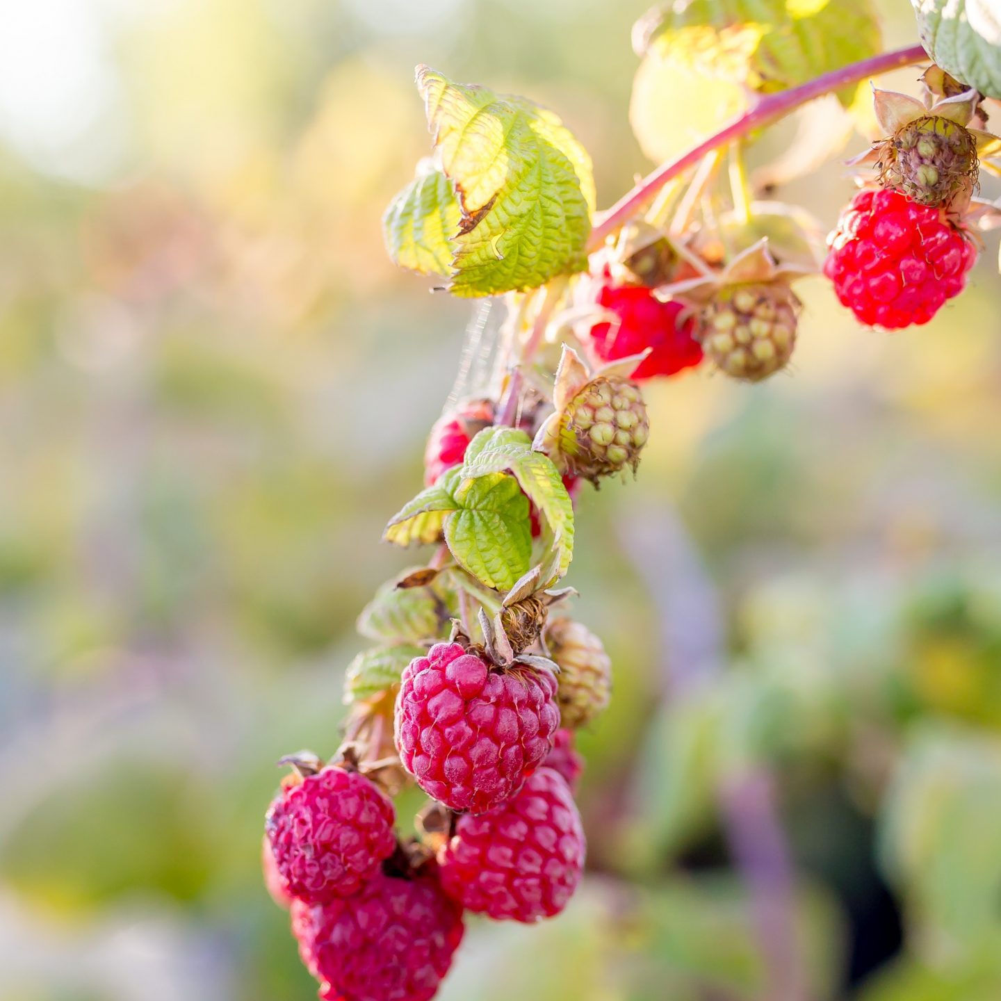 Red River Fall Raspberry Rubus, 1 Gallon Pot