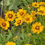 Thumbnail: Sterntaler Double Tickseed Coreopsis (11 cm Pot)