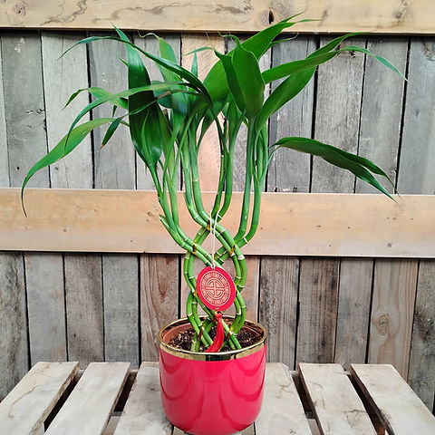 Bamboo Trellis, 5" Pot | Alternative Choice Garden Centre, Brandon, MB