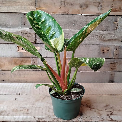 biggest snake plant Sansevieria --Yellowstone Snake Plant-- main image 1