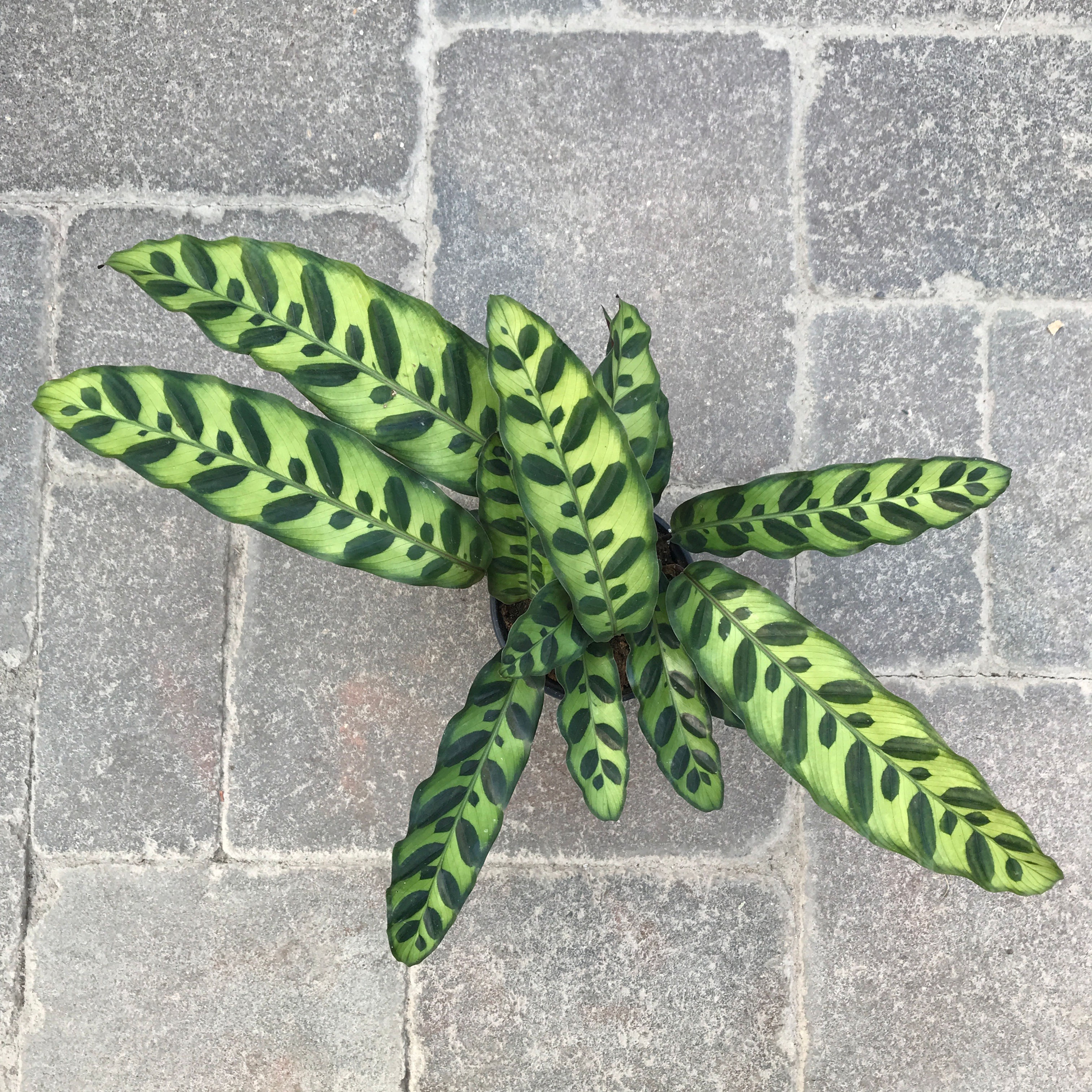 Calathea Rattlesnake, 4" Pot