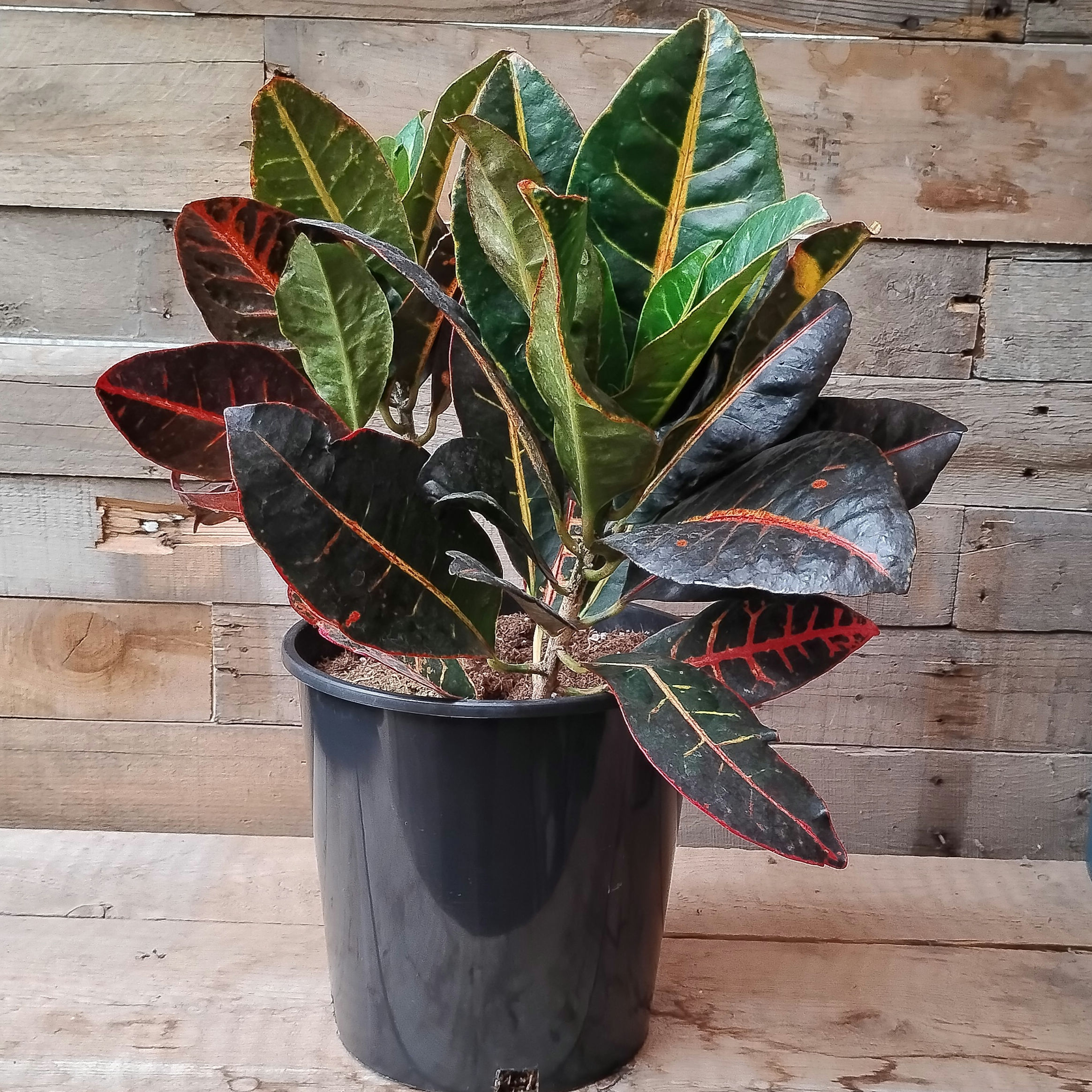 Croton Petra Codiaeum, 8" Pot