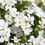 Thumbnail: SnowCap Rock Cress Arabis (Assorted Size)