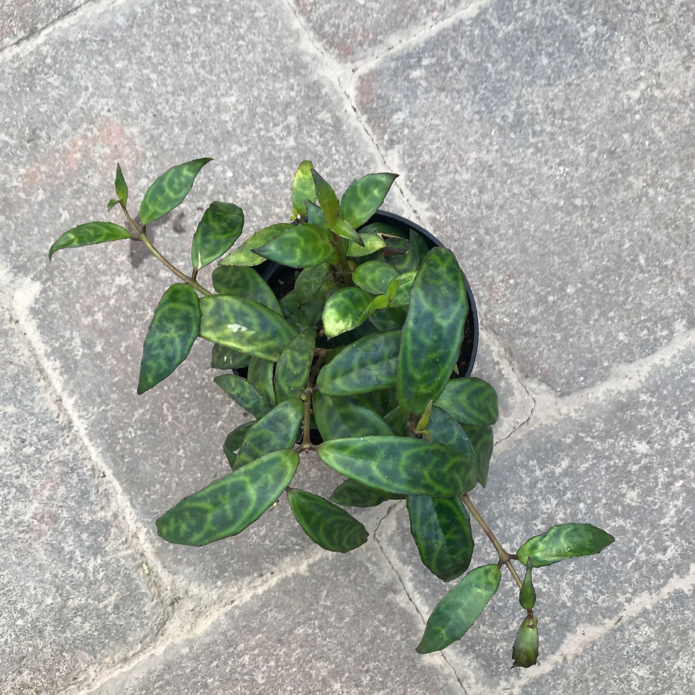 Black Pagoda Lipstick Plant, 4" Pot