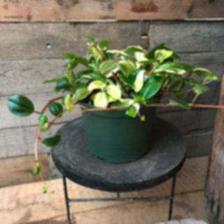 Trailing European Peperomia, 6" Pot