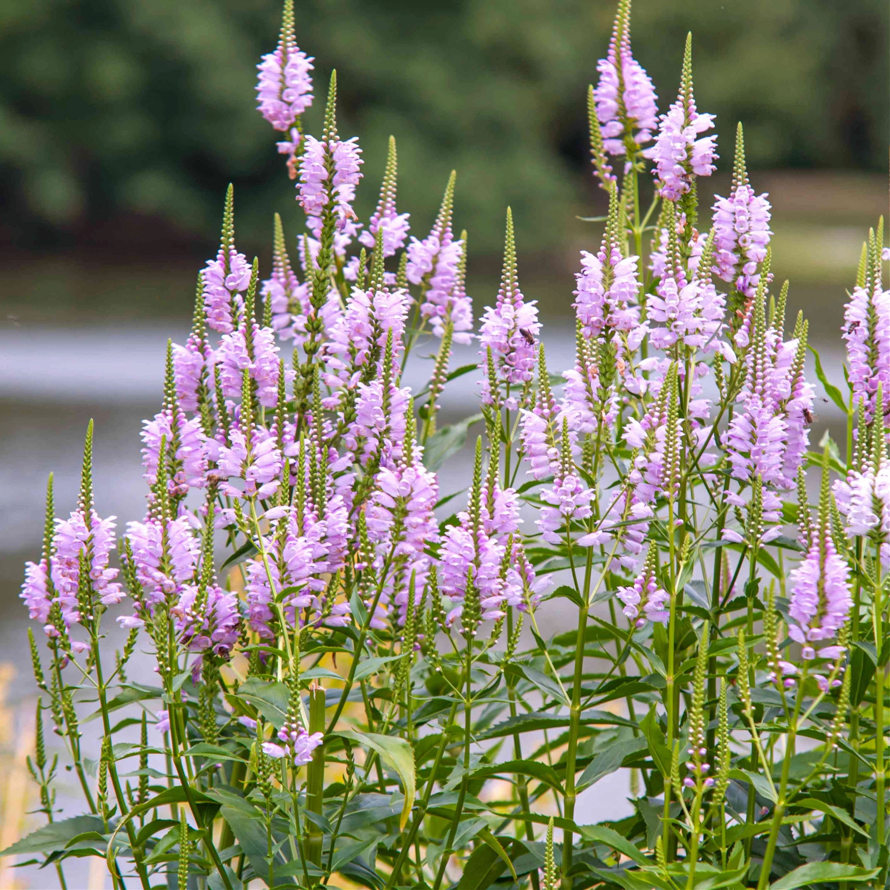Vivid Obedient Plant (5.5" Pot)