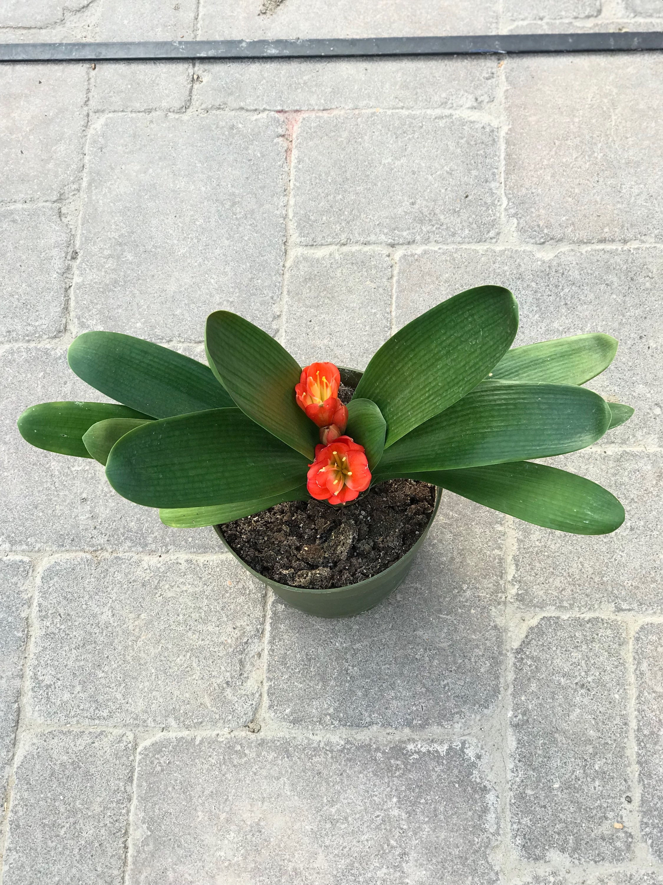 Clivia Miniata Orange, 7.5" Pot