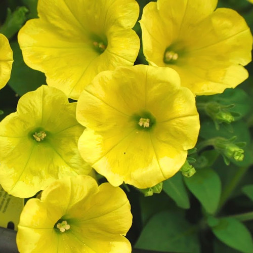 surprise-yellowstone-forever-petunia-4-5-pot-alternative-choice