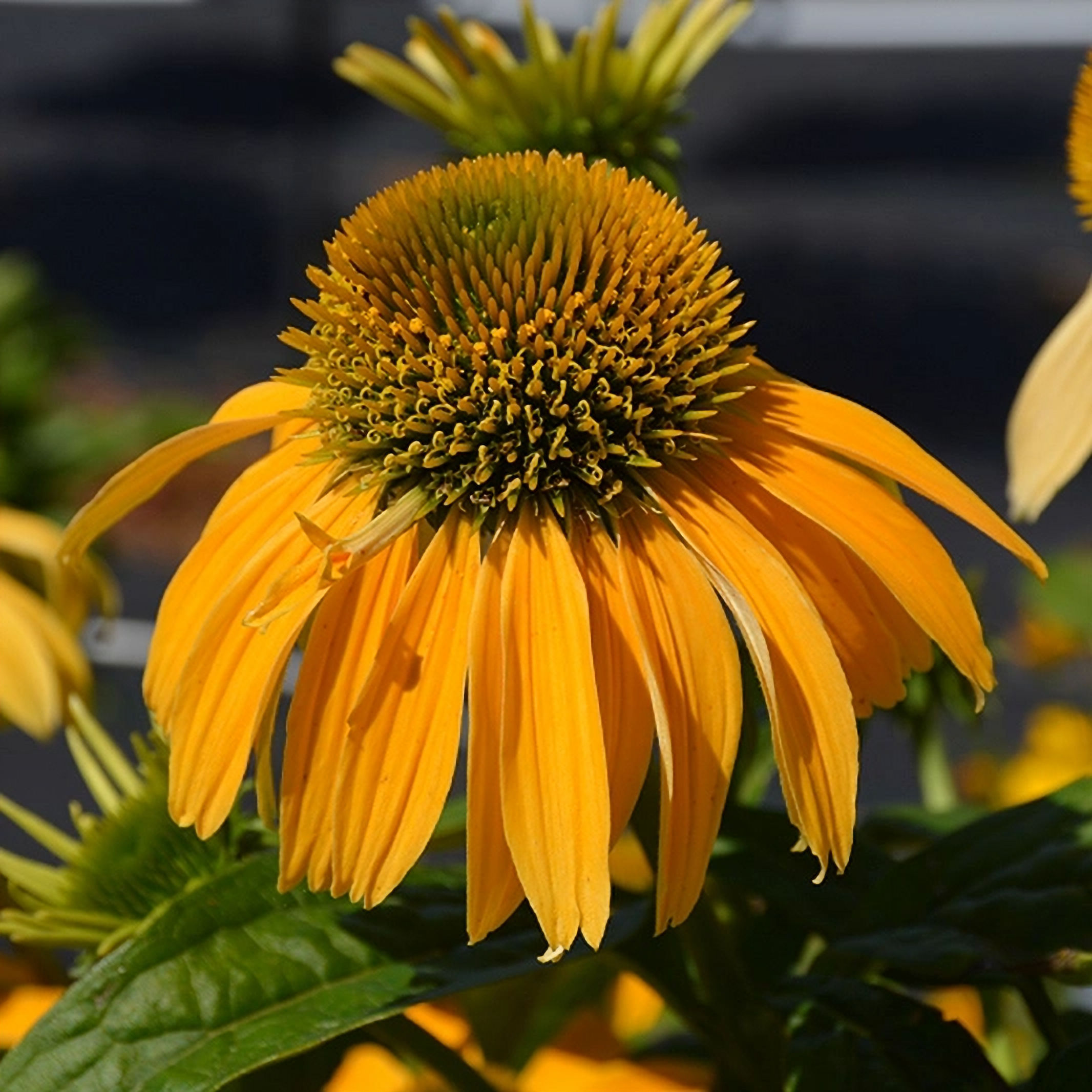 Pollynation Yellow Coneflower Echinacea, 1 Gallon Pot