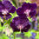 Thumbnail: Raven Cranesbill Geranium (11 cm Pot)
