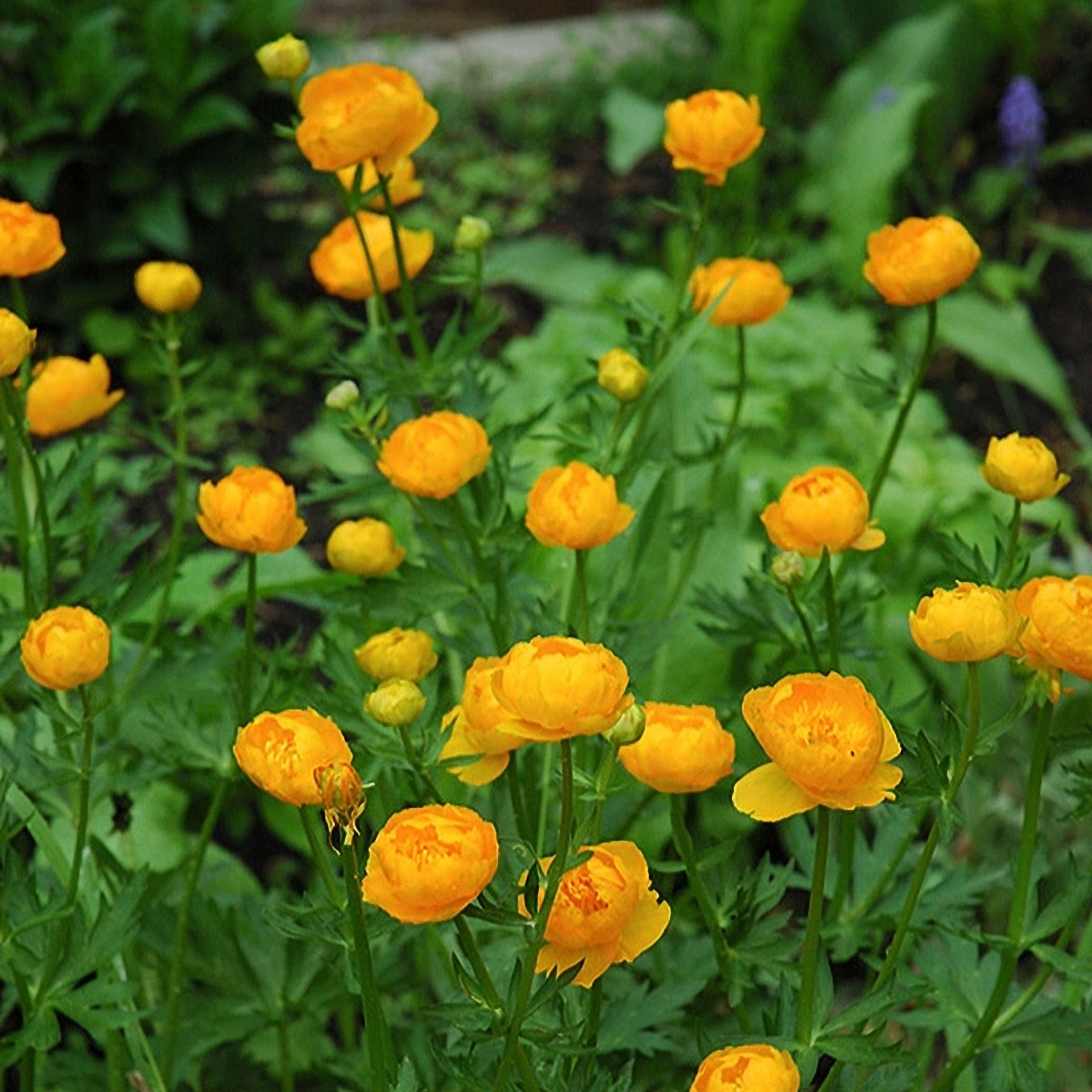 Orange Princess Globe Flower (11 cm Pot)
