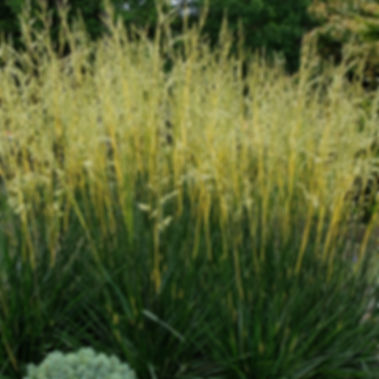 Glow Sticks Fescue Grass Festuca (1 Gallon Pot)