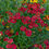 Thumbnail: Helena Red Shades Helenium (11 cm Pot)