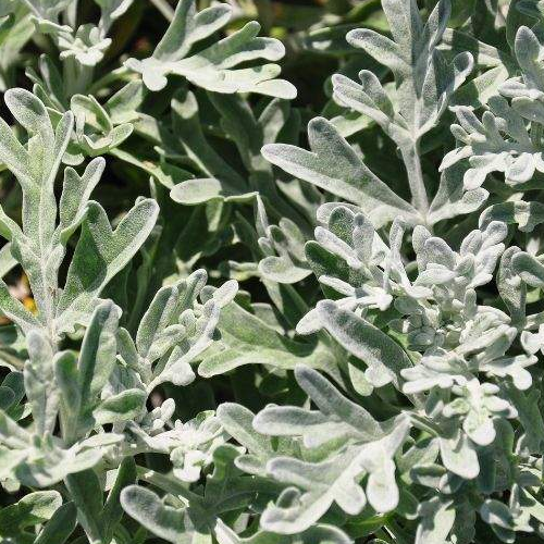 Artemisia Sea Salt FanciFillers, 5" Pot Alternative Landscaping LTD