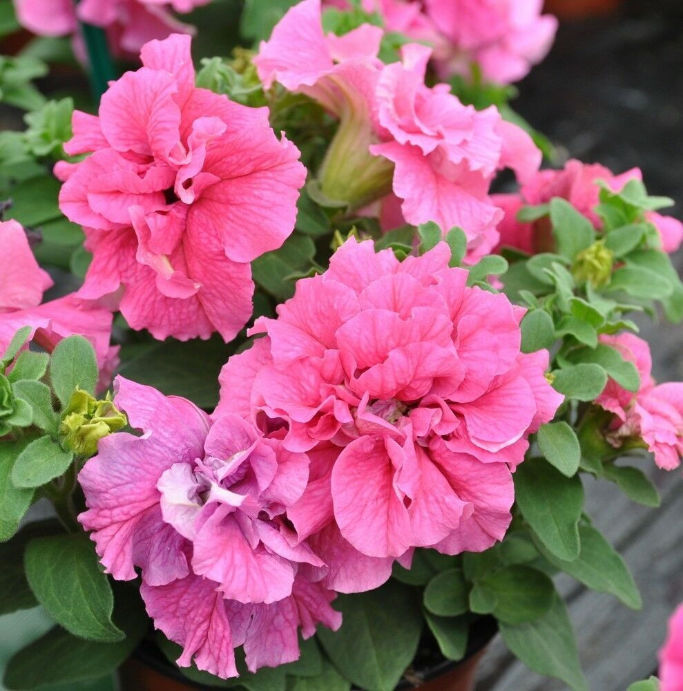 Origami Watermelon Double Petunia (4.5" Pot)