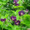 Thumbnail: Raven Cranesbill Geranium (11 cm Pot)