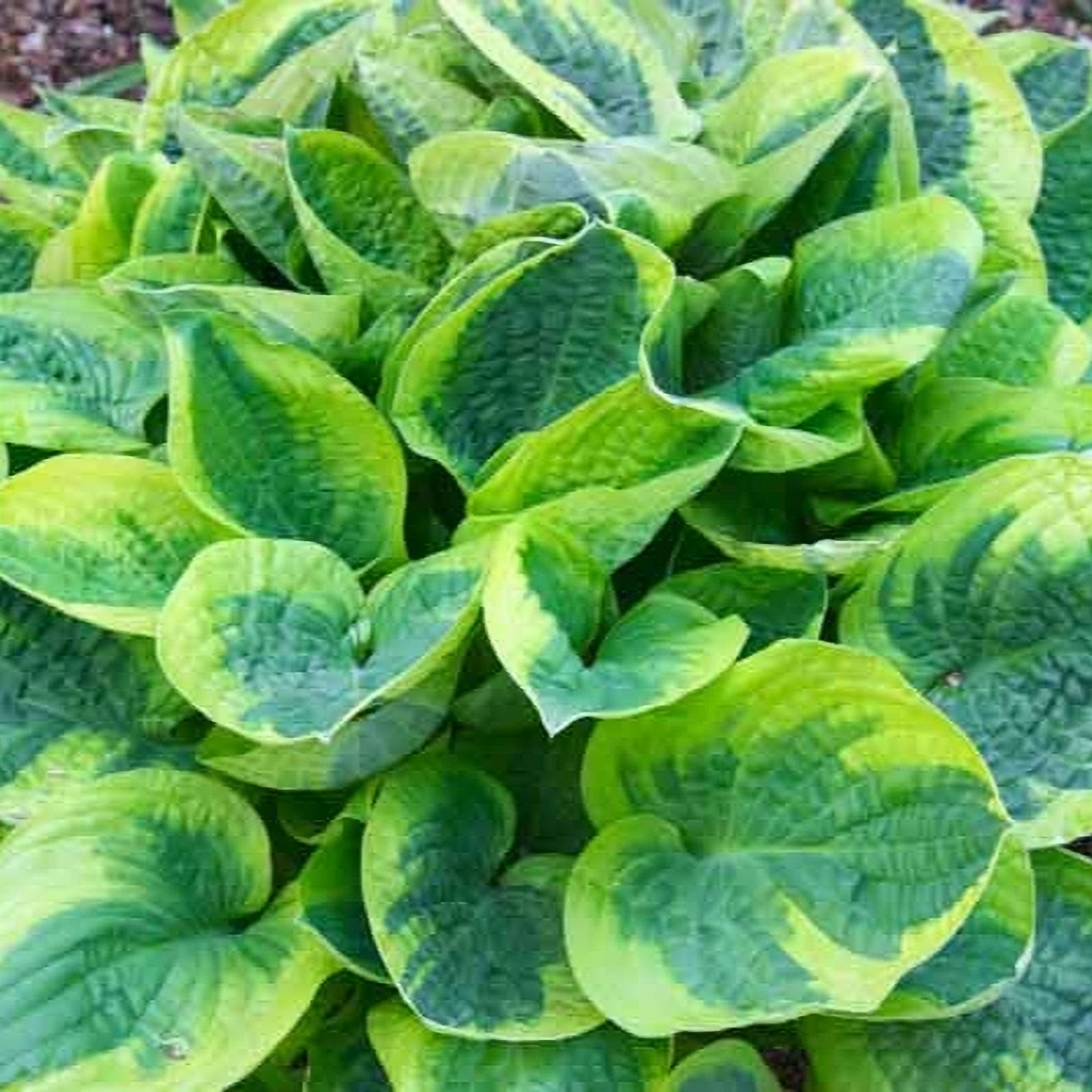Wide Brim Hosta, 1 Gallon Pot