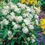 Thumbnail: Ice Ballet Butterfly Weed Asclepias (11 cm Pot)