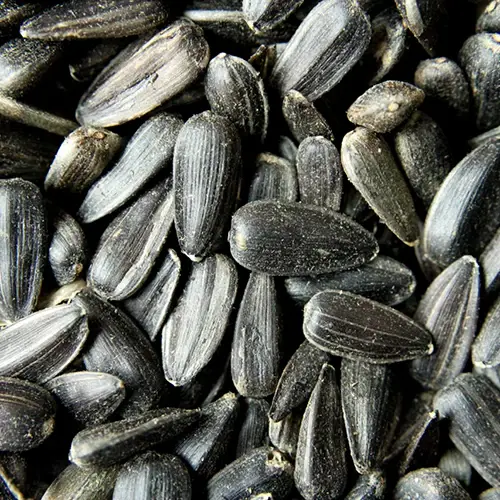 Black Oil Sunflowers Birdseed, Assorted Sizes