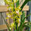 Thumbnail: Cymbidium Mini Orchid, 6" Pot