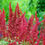 Thumbnail: Fanal Astilbe (1 Gallon Pot)