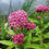 Thumbnail: West Coast Seeds Swamp Milkweed Asclepias Seeds, Per Package
