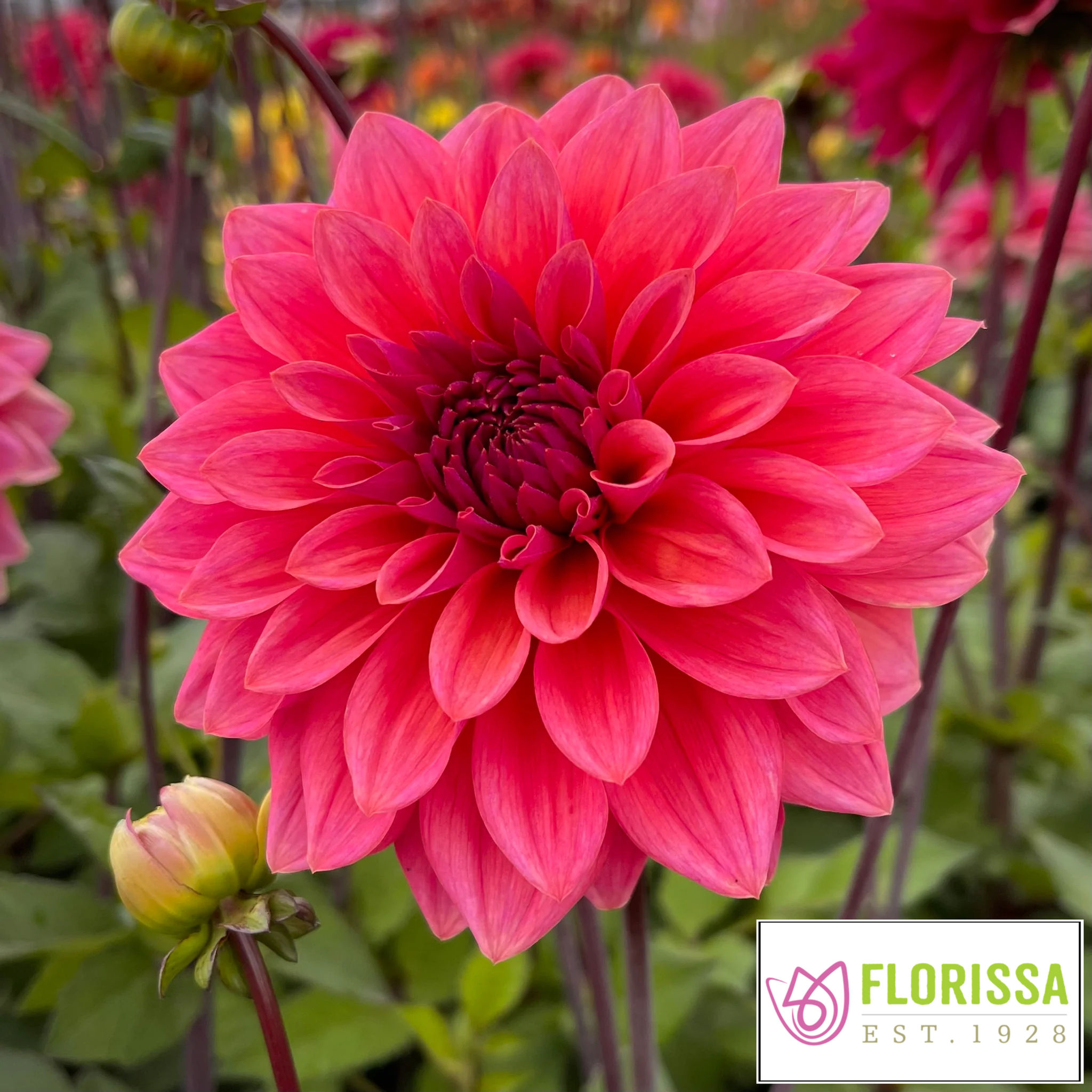 American Dawn Dahlia Bulb, 1 Pkg