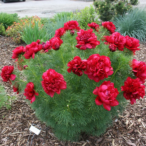 Fernleaf Peony Paeonia (1 gallon Pot) | Alternative Choice Garden Centre,  Brandon, MB
