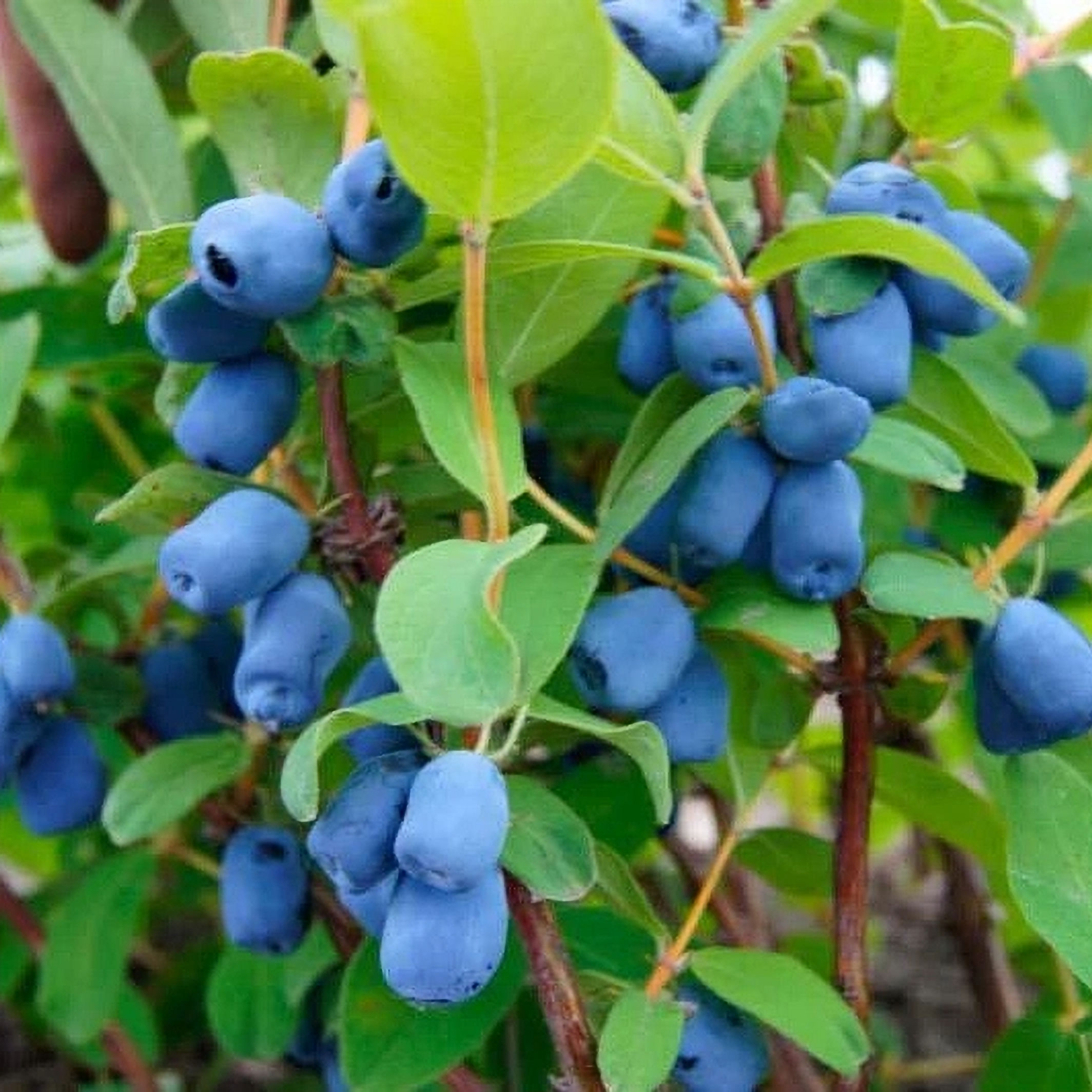 Polar Jewel Haskap Honeyberry Lonicera, 1 Gallon Pot