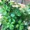 Thumbnail: Striata Sugarvine Parthenocissus, 6" Pot