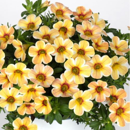 Calitastic Raspberry Calibrachoa Calitastic Caramel, 4.5