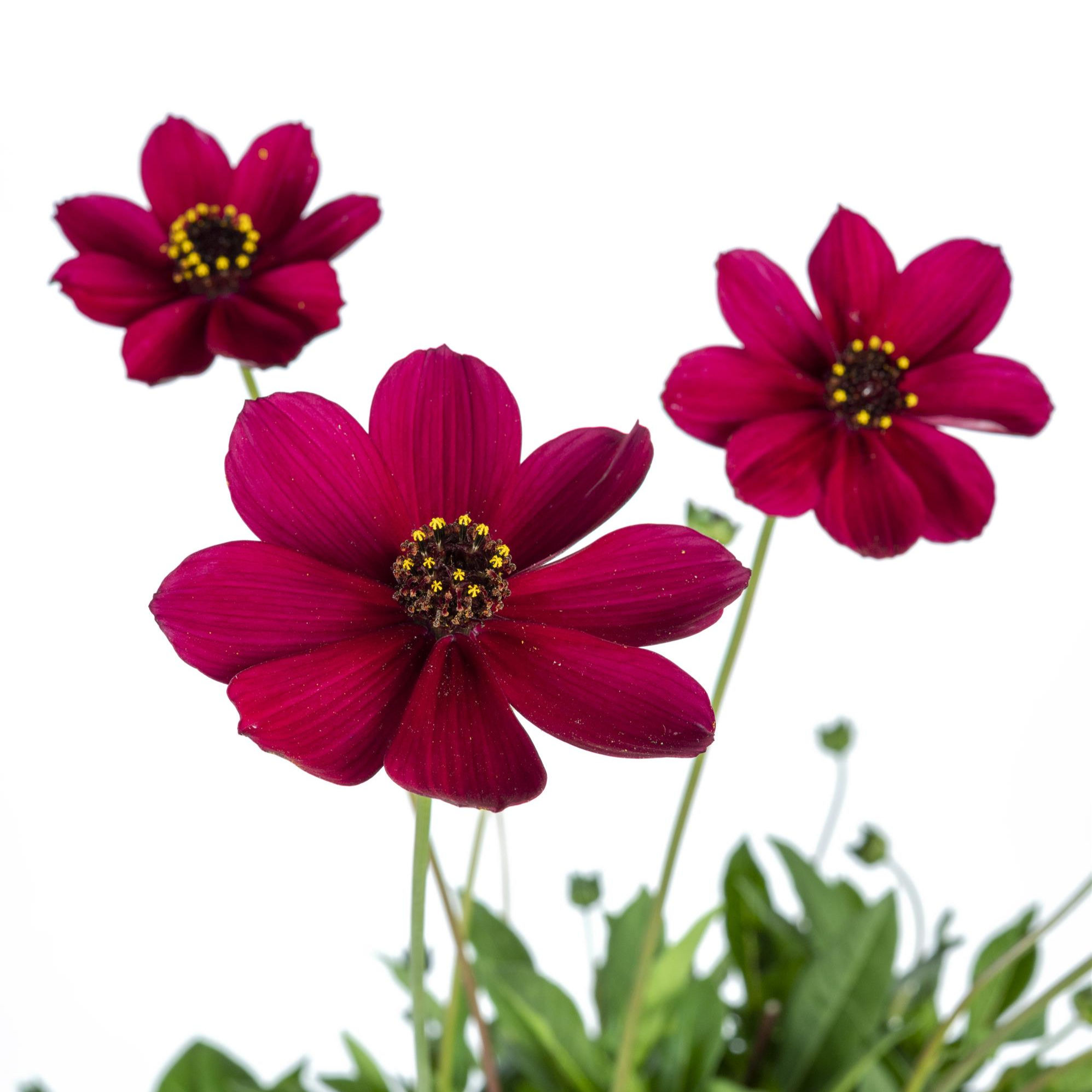Cherry Chocolate Cosmos, 4.5" Pot