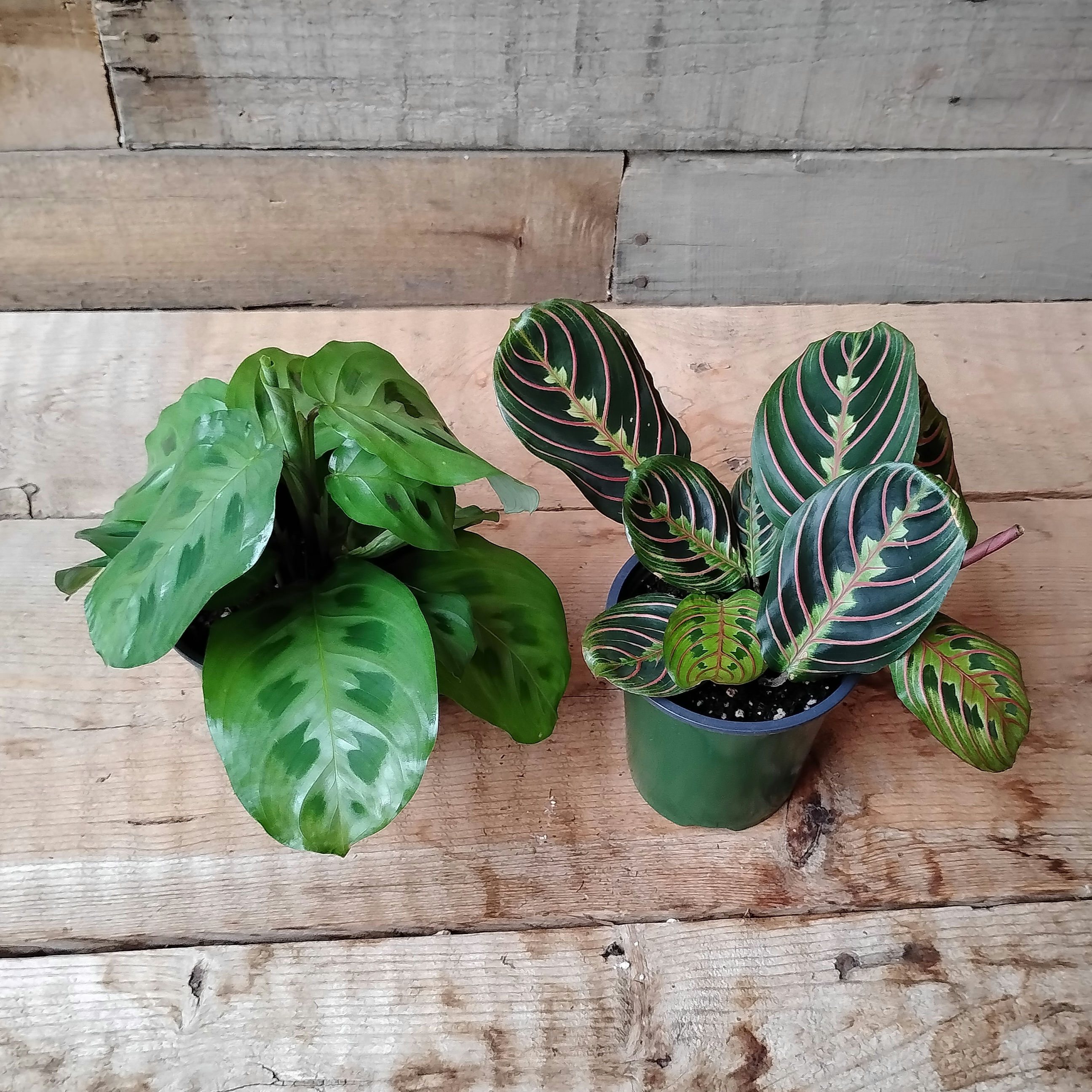 Maranta Prayer Plant Assorted, 3.5" Pot
