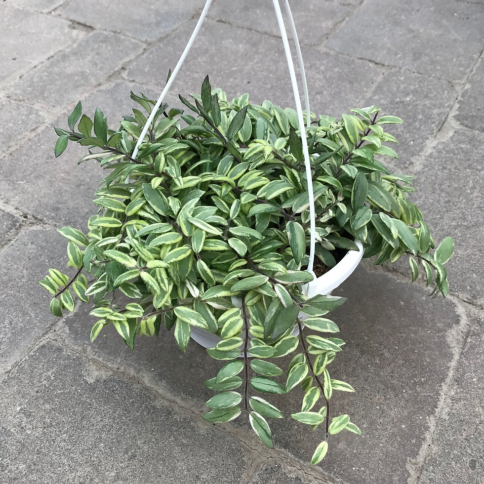Aeschynanthus Bolero Bicolore Lipstick Plant, Assorted Sizes