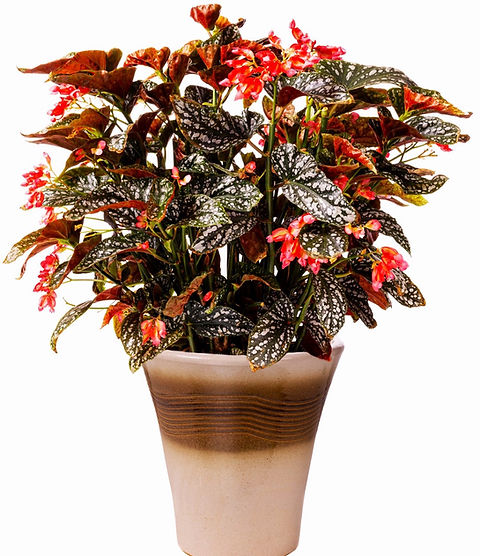 Citizen Cane Pink Begonia, 5