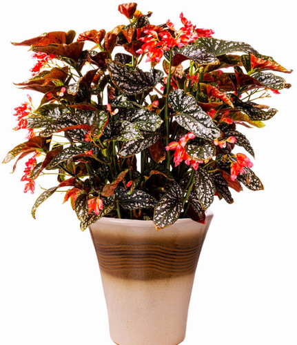 Citizen Cane Pink Begonia, 5