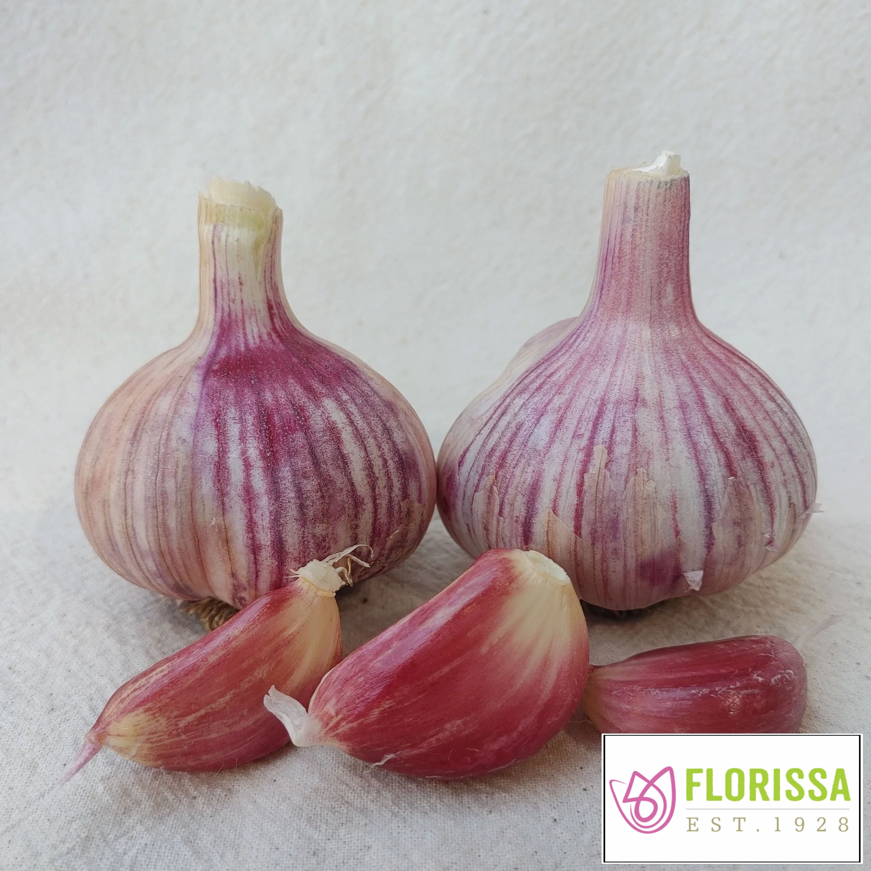 Florissa Siberian Garlic, 3/pkg