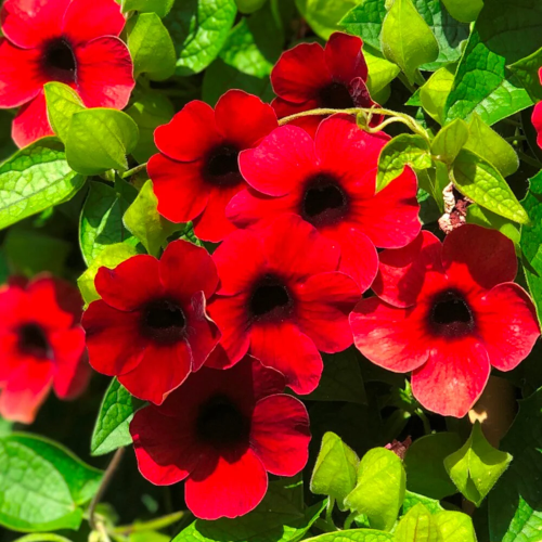Thunbergia Sunny Susy Cherry, 5.5