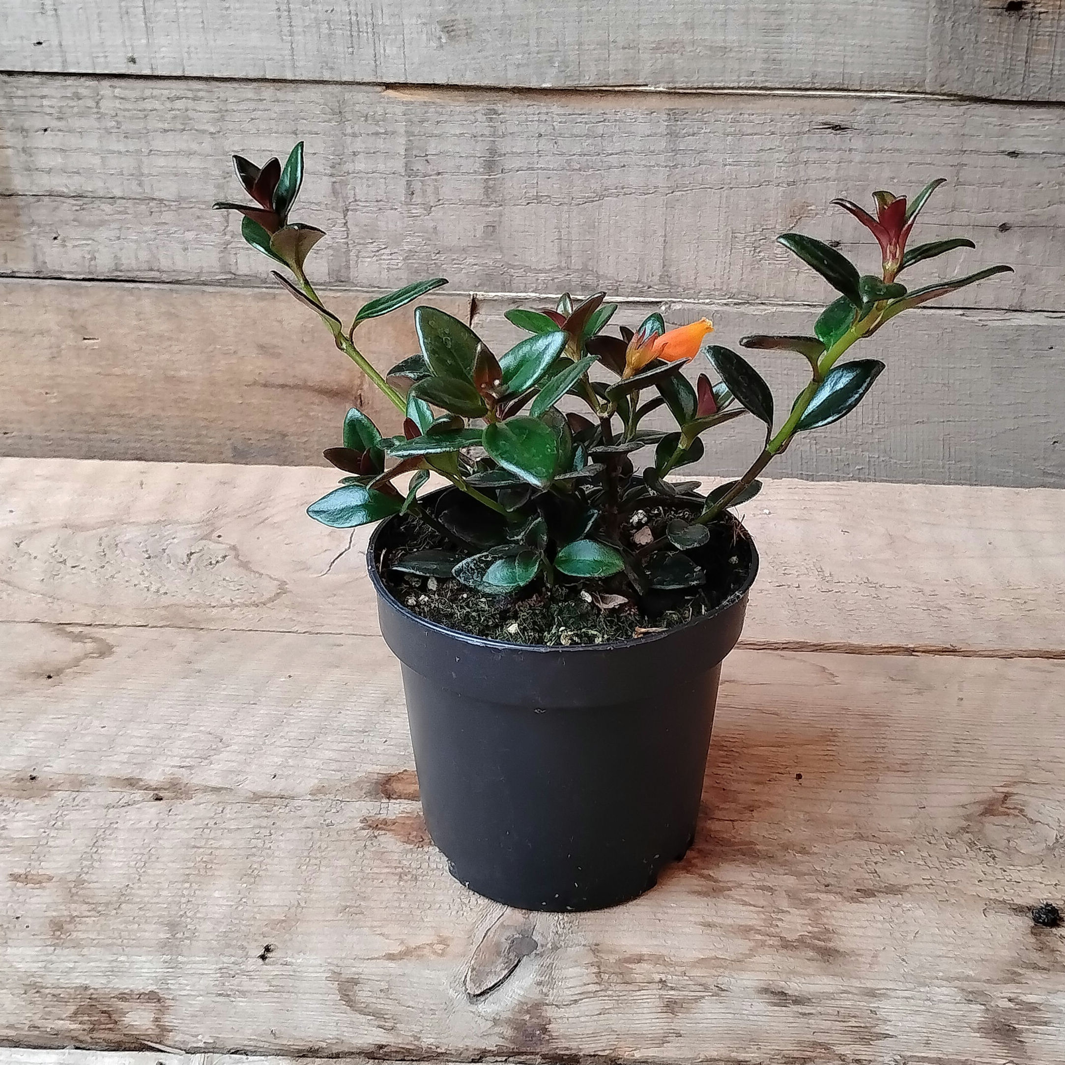 Shady Lady Heidy Goldfish Plant Nemetanthus, 4" Pot