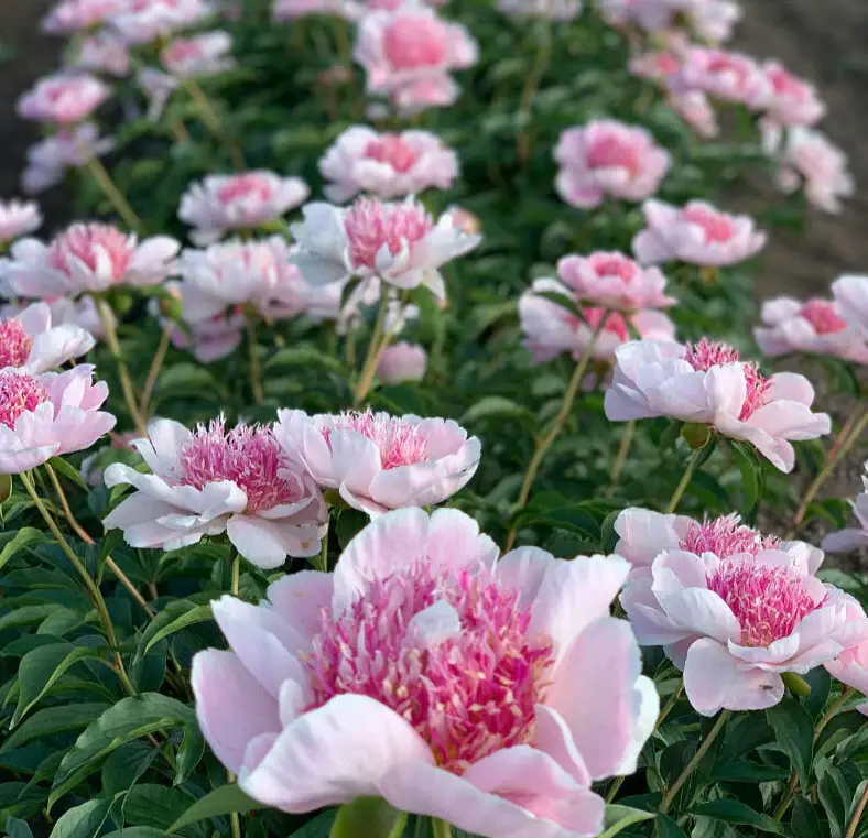 Do Tell Peony (1 Gallon Pot)