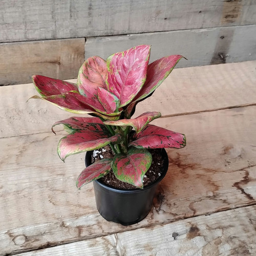 Black Maroon Aglaonema, 4