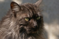 Chat