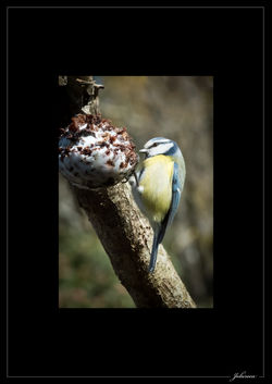 Mésange